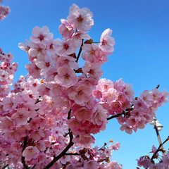 春/2023.4/風の丘/番神堂/水仙/海/... 　2023.4.2
川沿い濃いピンクの桜…(2枚目)