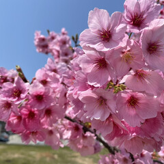 春/花/花見/ドライブ/おでかけ/風景/... 近場をドライブ🚗
春満喫🌸桜に水仙🌼菜の…(2枚目)