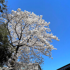 春/2023.4/風の丘/番神堂/水仙/海/... 　2023.4.2
川沿い濃いピンクの桜…(7枚目)