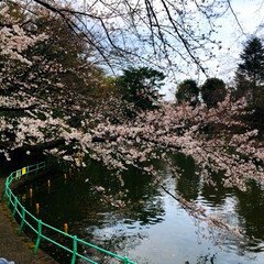 桜/フォロー大歓迎/春の一枚   
🚃黄色電車と桜のコラボ🌸(2枚目)