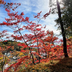 秋日和/青空/ドライブ/風景/紅葉/おでかけ 🚙ドライブがてら近場の🍁紅葉と綺麗な景色…(6枚目)