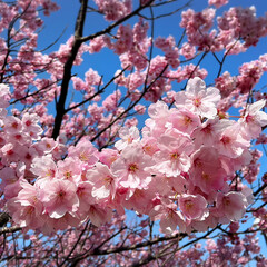 春/2023.4/風の丘/番神堂/水仙/海/... 　2023.4.2
川沿い濃いピンクの桜…(1枚目)