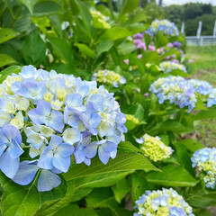 花/converse/新緑/青空/ドライブ/おでかけ/... ブルー系の紫陽花に青空と新緑が綺麗✨
い…(9枚目)