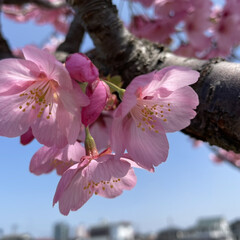 春/花/花見/ドライブ/おでかけ/風景/... 近場をドライブ🚗
春満喫🌸桜に水仙🌼菜の…(3枚目)