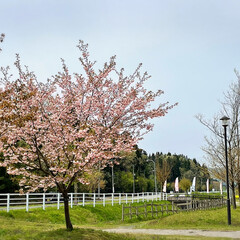 おでかけ/夢の森公園/桜/ドライブ/チューリップ/風景/... 　2022.4.21(木)
ドライブ🚗毎…(9枚目)