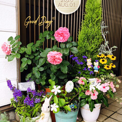花/フォロー大歓迎/花のある暮らし/ニチニチソウ/アゲラタム/アンゲロニア/... 2020.8.1(土)
…