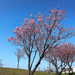 春/2023.4/風の丘/番神堂/水仙/海/... 　2023.4.2
川沿い濃いピンクの桜…(3枚目)