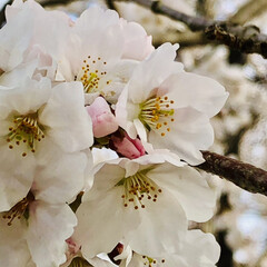 全ての人に春よ来い/桜/寄せ植え/さくら草/ネモフィラブルー/ネモフィラ/... おはようございます(*^^*)

今日も…(8枚目)