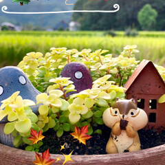 多肉植物/ダイソー/セリア/100均/雑貨/住まい/... ポツンと一軒家&ガリバー旅行記🍂🍁🌾🍄
…
