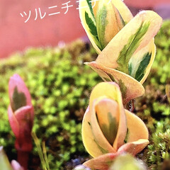 春よ来い/新芽/春/多肉植物/暮らしを楽しむ こんにちは(*ˊᵕˋ*)੭ ੈ
とっても…(1枚目)