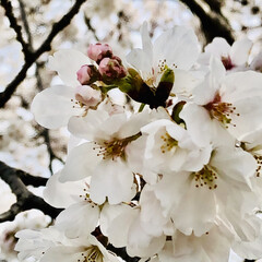 全ての人に春よ来い/桜/寄せ植え/さくら草/ネモフィラブルー/ネモフィラ/... おはようございます(*^^*)

今日も…(7枚目)