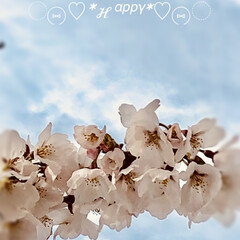 全ての人に春よ来い/桜/寄せ植え/さくら草/ネモフィラブルー/ネモフィラ/... おはようございます(*^^*)

今日も…(9枚目)