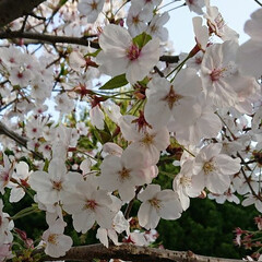 春のフォト投稿キャンペーン 学校のソメイヨシノも葉が出だした(。´-…(2枚目)
