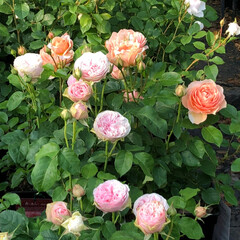 おでかけワンショット 薔薇を専門に売ってる園芸店にて。まるで薔…(3枚目)