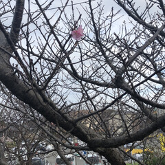 風景 河津桜咲いてます。
あれ。(1枚目)