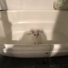 フォロー大歓迎/猫/にゃんこ同好会 シャンプー嫌いなのにお風呂場は好き！(1枚目)