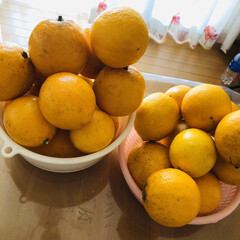 レモン/蜂蜜/氷砂糖/ローズマリー レモンシロップ　作りました♪

今年の庭…(2枚目)