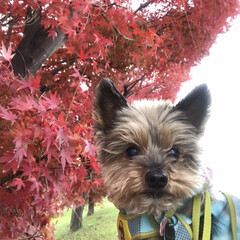 散歩/犬 仕事帰りに通る河川敷沿いの紅葉が綺麗だっ…(3枚目)