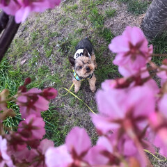 ペット/犬/おでかけ/小さい春 まだ綺麗に咲いていました🌸(4枚目)