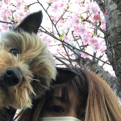 ペット/犬/おでかけ/小さい春 まだ綺麗に咲いていました🌸(2枚目)