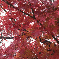散歩/犬 仕事帰りに通る河川敷沿いの紅葉が綺麗だっ…(8枚目)