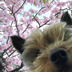 ペット/犬/おでかけ/小さい春 まだ綺麗に咲いていました🌸(1枚目)