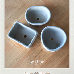 咲いてくれた/桔梗/切り戻し/庭/ゲット¨̮♡︎/サボテン/... 今日の植物☆
セリアでミニ盆栽鉢を見つ…