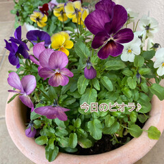 癒される/今日のお花たち/リミアの冬暮らし/住まい/暮らし 今日のお花たち☆
やっぱりビオラがキレ…