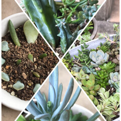 季節/植物/また増えるよう/子ども/花芽か⁈/よく見る/... 多肉ちゃん寄せてみました☆
実家からも…