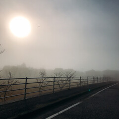 朝霧 珍しく朝霧が立ち込めてました。
今日は、…(2枚目)