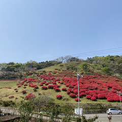 ツツジ/ふじ/桜 宮崎萩之茶屋。
八重桜とツツジが綺麗です…(4枚目)