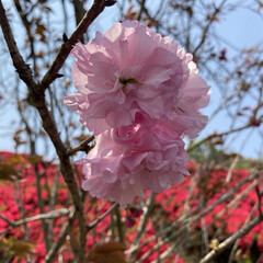 ツツジ/ふじ/桜 宮崎萩之茶屋。
八重桜とツツジが綺麗です…(1枚目)