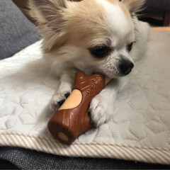 ドギーマン 犬用おもちゃ デンタトーイ噛み木 S サイズ(おもちゃ)を使ったクチコミ「
こんにちは🔆🔅

今日もムシムシ、ジメ…」(1枚目)