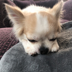 ロングコートチワワ/チワワ/ペット/愛犬/トリミング/フォロー大歓迎
今日は午後からヴェル🐾のトリミング✂︎…