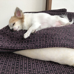 チワワ同好会/チワワ倶楽部/溺愛/愛犬/ちわわ/ロングコートチワワ/... おはようございますᵍᵒᵒᵈ ᵐᵒʳᐢⁱᐢ…