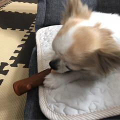 ドギーマン 犬用おもちゃ デンタトーイ噛み木 S サイズ(おもちゃ)を使ったクチコミ「
こんにちは🔆🔅

今日もムシムシ、ジメ…」(5枚目)