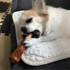 ドギーマン 犬用おもちゃ デンタトーイ噛み木 S サイズ(おもちゃ)を使ったクチコミ「
こんにちは🔆🔅

今日もムシムシ、ジメ…」(3枚目)
