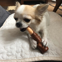 ドギーマン 犬用おもちゃ デンタトーイ噛み木 S サイズ(おもちゃ)を使ったクチコミ「
こんにちは🔆🔅

今日もムシムシ、ジメ…」(4枚目)