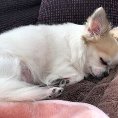 チワワ/お昼寝/ペット/犬 今日もヴェルは気持ち良さそうにお昼寝して…(1枚目)