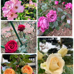 薔薇の花/バラのある暮らし/薔薇のお風呂/薔薇が好き/バラの庭/薔薇/... 🎣魚釣りと、もう一つの趣味🎵

去年の春…(2枚目)