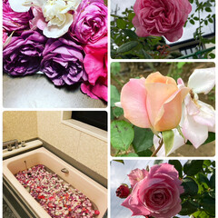 薔薇の花/バラのある暮らし/薔薇のお風呂/薔薇が好き/バラの庭/薔薇/... 🎣魚釣りと、もう一つの趣味🎵

去年の春…(3枚目)