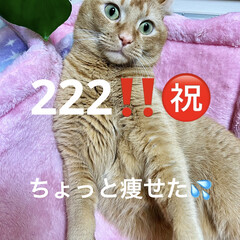 「222猫の日(㊗&#39;ヮ&#39;㊗)
おめでとうご…」(1枚目)