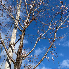 寒桜/お正月2020 こんばんは(*^▽^*)ノ
今日は、家の…(2枚目)