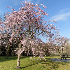ブロンズ像/散歩/桜 今朝は、お散歩がてら近くの公園の桜を見に…(1枚目)