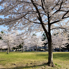 ブロンズ像/散歩/桜 今朝は、お散歩がてら近くの公園の桜を見に…(2枚目)