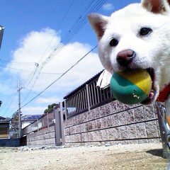 白柴/犬 白柴犬の銀ちゃんです♡

ボールで遊ぼう…(1枚目)