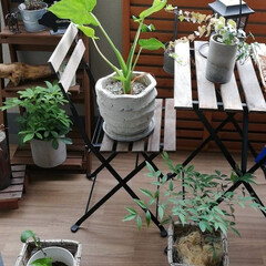 南天/ダイソー/ニトリ/IKEA/観葉植物/ベランダガーデン/... おすすめの植物はダイソーで購入したクワイ…(1枚目)