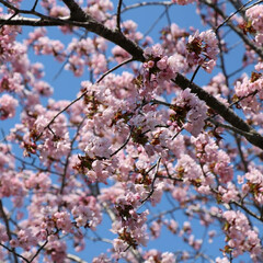 SAKURA/北海道も桜の季節🌸/桜/令和の一枚/フォロー大歓迎/GW/... 実家に日帰り帰省しました🚗 
お天気も良…(3枚目)