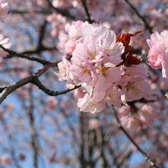 SAKURA/北海道も桜の季節🌸/桜/令和の一枚/フォロー大歓迎/GW/... 実家に日帰り帰省しました🚗 
お天気も良…(2枚目)