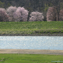 SAKURA/北海道も桜の季節🌸/桜/令和の一枚/フォロー大歓迎/GW/... 実家に日帰り帰省しました🚗 
お天気も良…(4枚目)